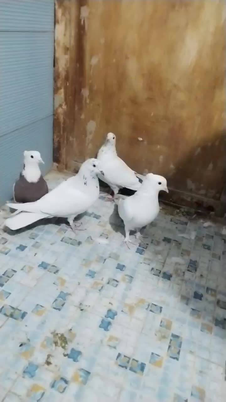 پنج عدد کفتر گرفتنی|پرنده|خمینی‌شهر, |دیوار