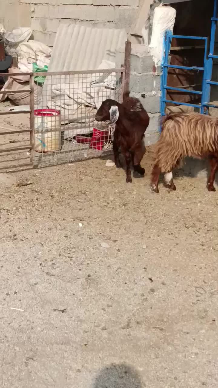 کهره ماده|حیوانات مزرعه|بهبهان, |دیوار