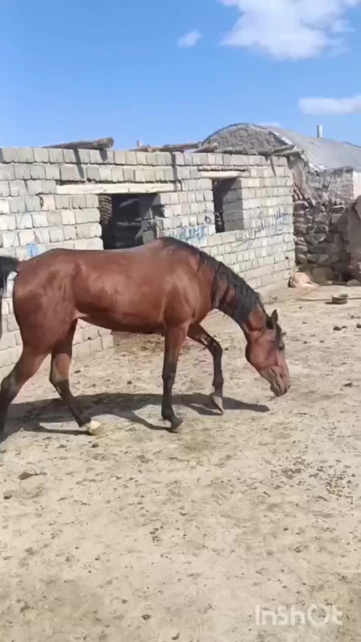 اسب|اسب و تجهیزات اسب‌سواری|سلماس, |دیوار