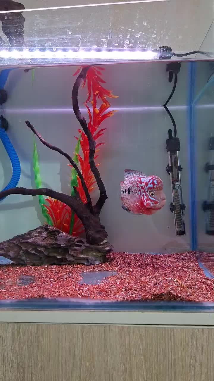 کینگ کامفا مولتی کالر|ماهی|شیراز, گویم|دیوار