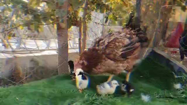 مرغ تخم گذار رسمی محلی ومرغ کرچ۲رگ لاری وجوجه گلین|حیوانات مزرعه|تهران, جوانمردان (اندیشه)|دیوار