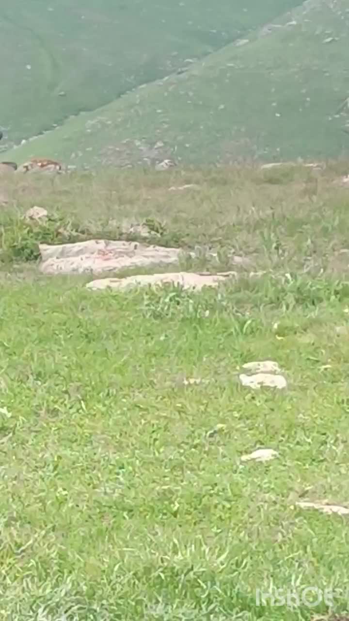 اسب|اسب و تجهیزات اسبسواری|اردبیل, |دیوار