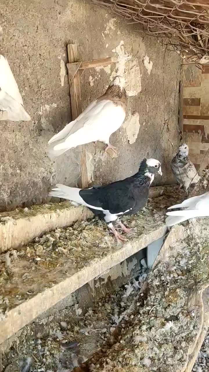 فروش کفتر بهبهانی نقش|پرنده|مرودشت, ثبت احوال|دیوار