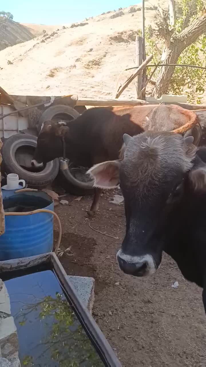 گوساله نر|حیوانات مزرعه|نوسود, |دیوار