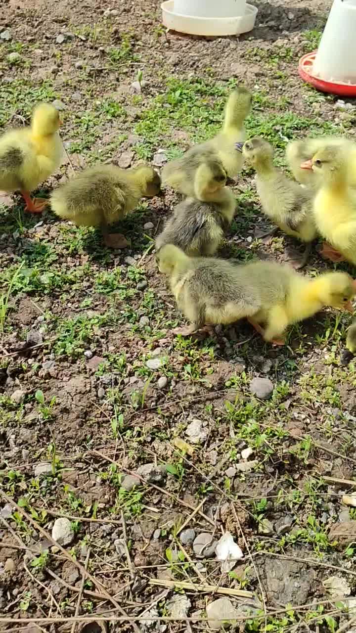 جوجه غاز|لوازم جانبی حیوانات|رشت, توشیبا|دیوار