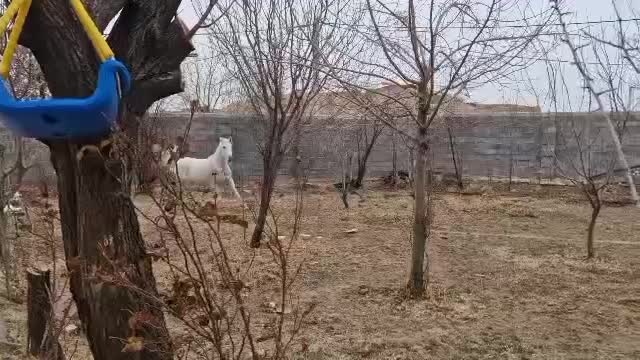 اسب مادیان عرب|اسب و تجهیزات اسبسواری|خمین, |دیوار