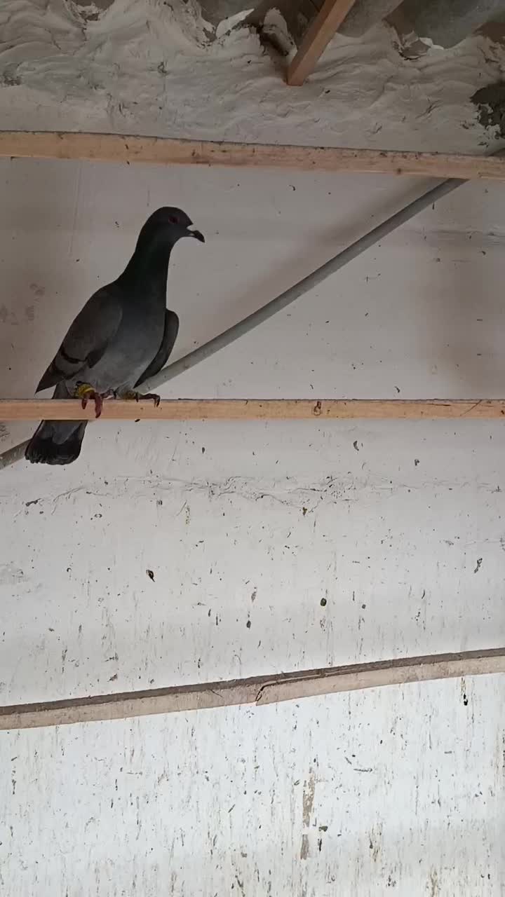 کبوتر|پرنده|بوئین زهرا, |دیوار