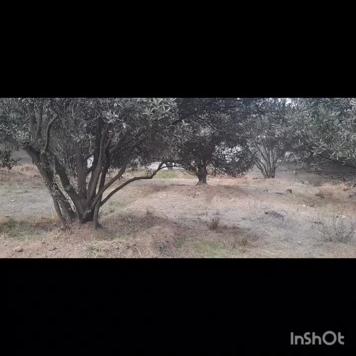 فروش زمین باغی مسکونی (قولنامه ای)|فروش زمین و ملک کلنگی|رودبار, |دیوار