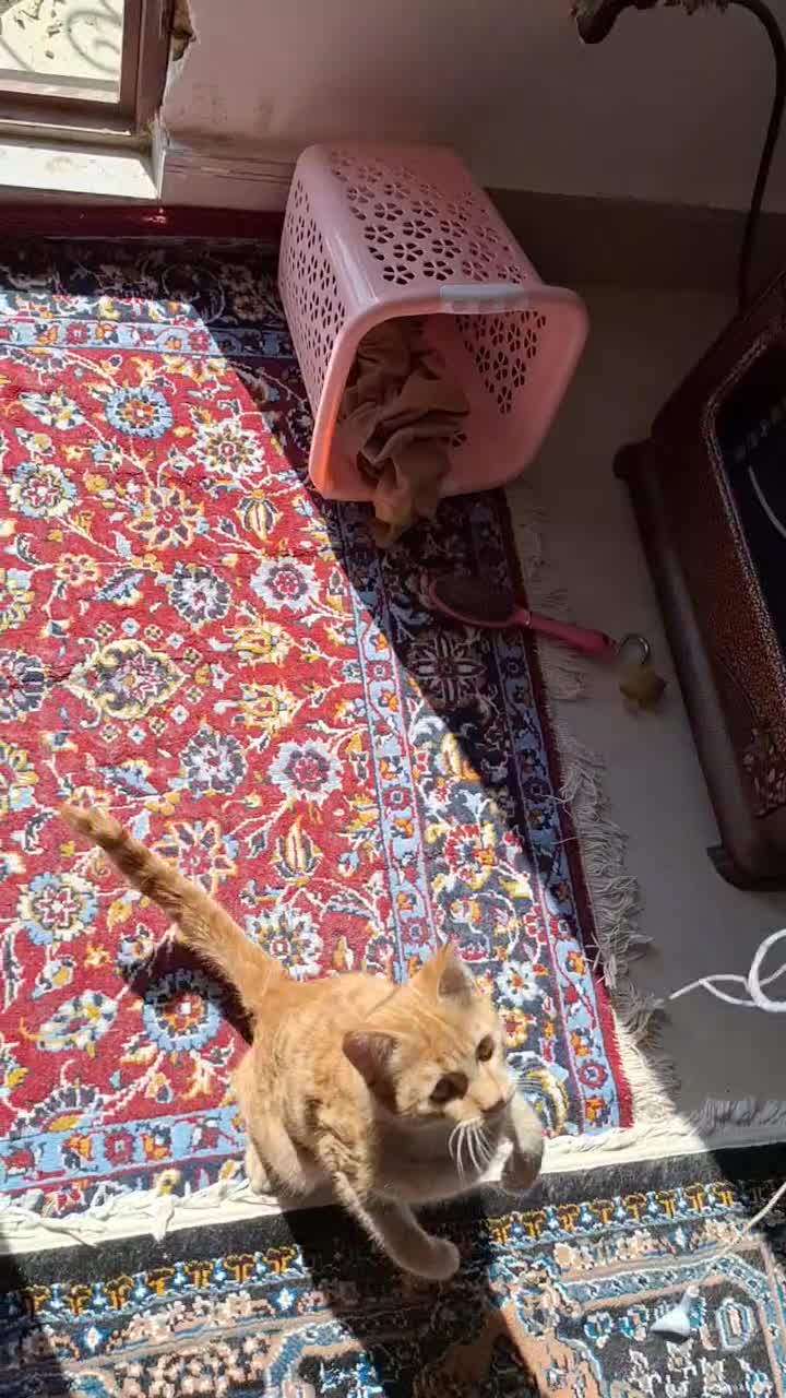 گربه گمشده|گربه|مشهد, چاهشک|دیوار