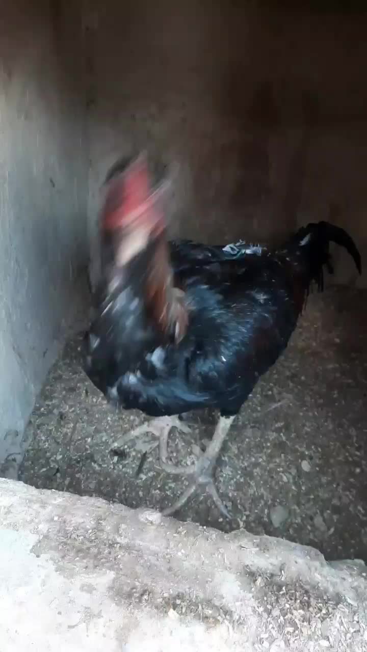 خروس لاری برزیلی|حیوانات مزرعه|ساوه, |دیوار