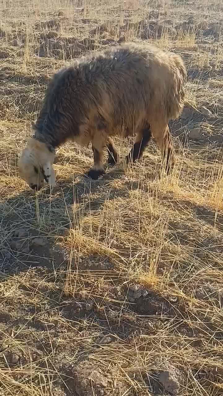 دو رتس شیشک ترکی|حیوانات مزرعه|الیگودرز, |دیوار