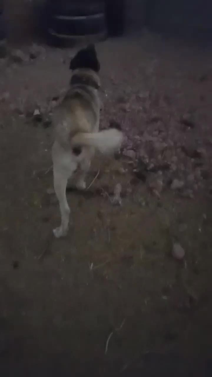 سگ گله|سگ|نیمبلوک, |دیوار