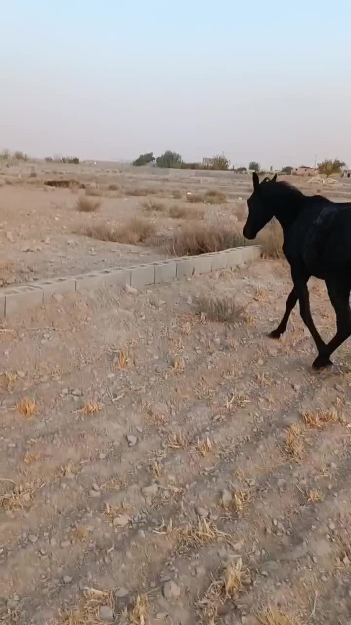 کره مادیون مشکی یک سال و نیم|اسب و تجهیزات اسبسواری|مهریز, |دیوار