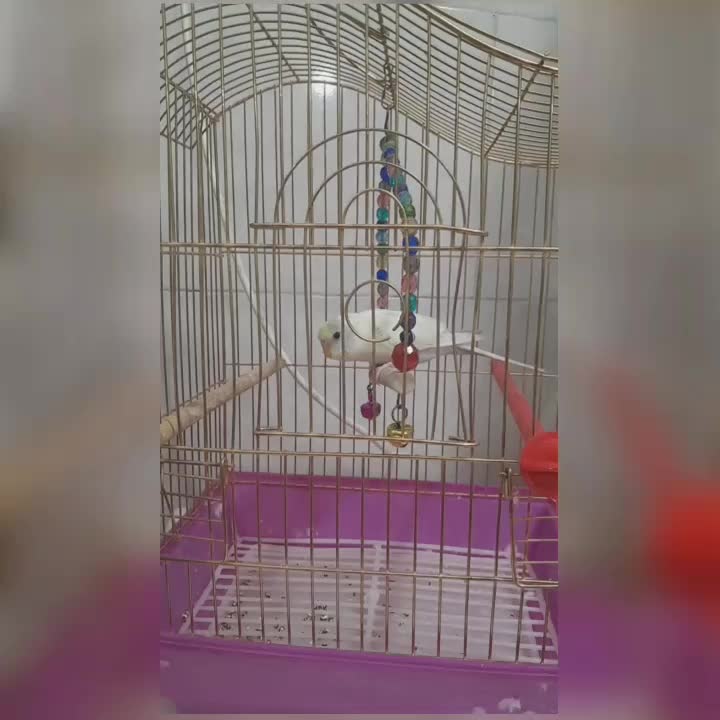 مرغ عشق دستی|پرنده|قم, نخودی|دیوار