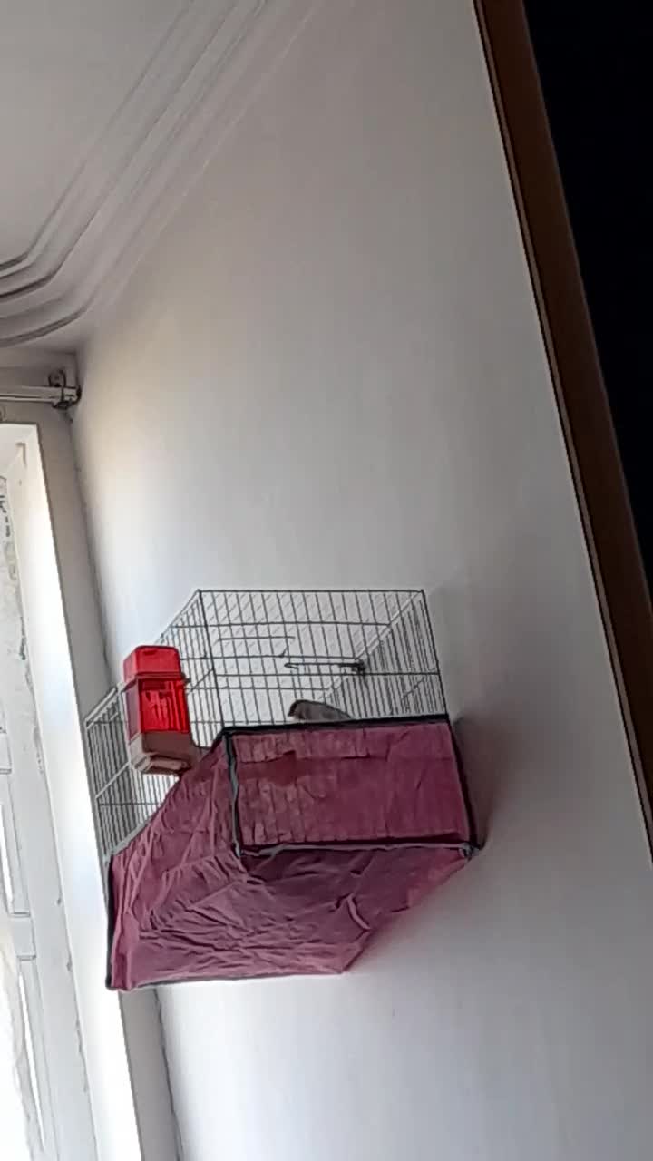 قناری|پرنده|سرپل ذهاب, |دیوار