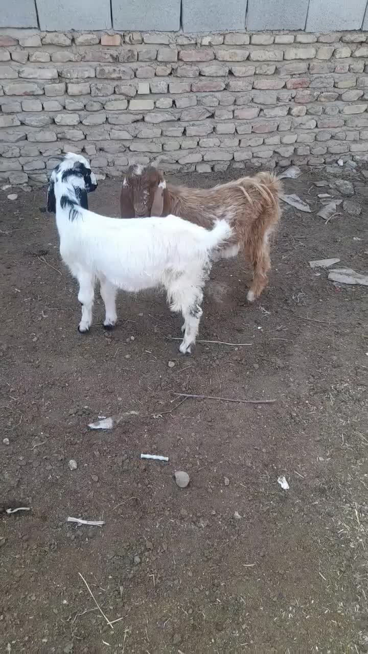 بزغاله های بسیار سالم خوراک خور|حیوانات مزرعه|گنبد کاووس, |دیوار