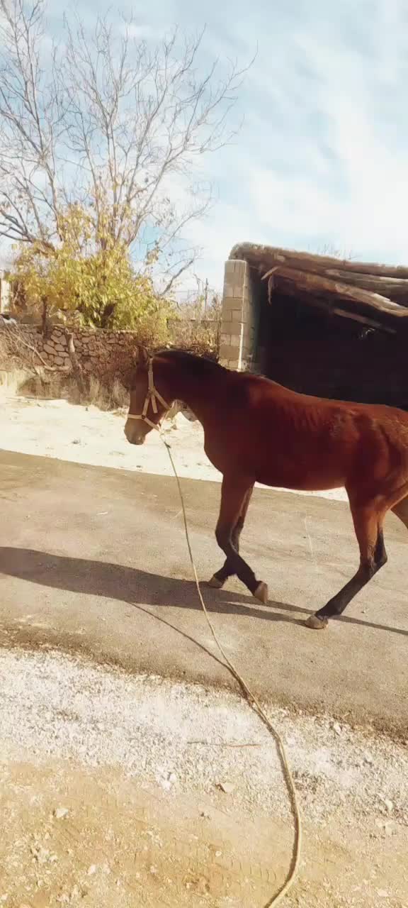 اسب مادیان|اسب و تجهیزات اسبسواری|یاسوج, |دیوار