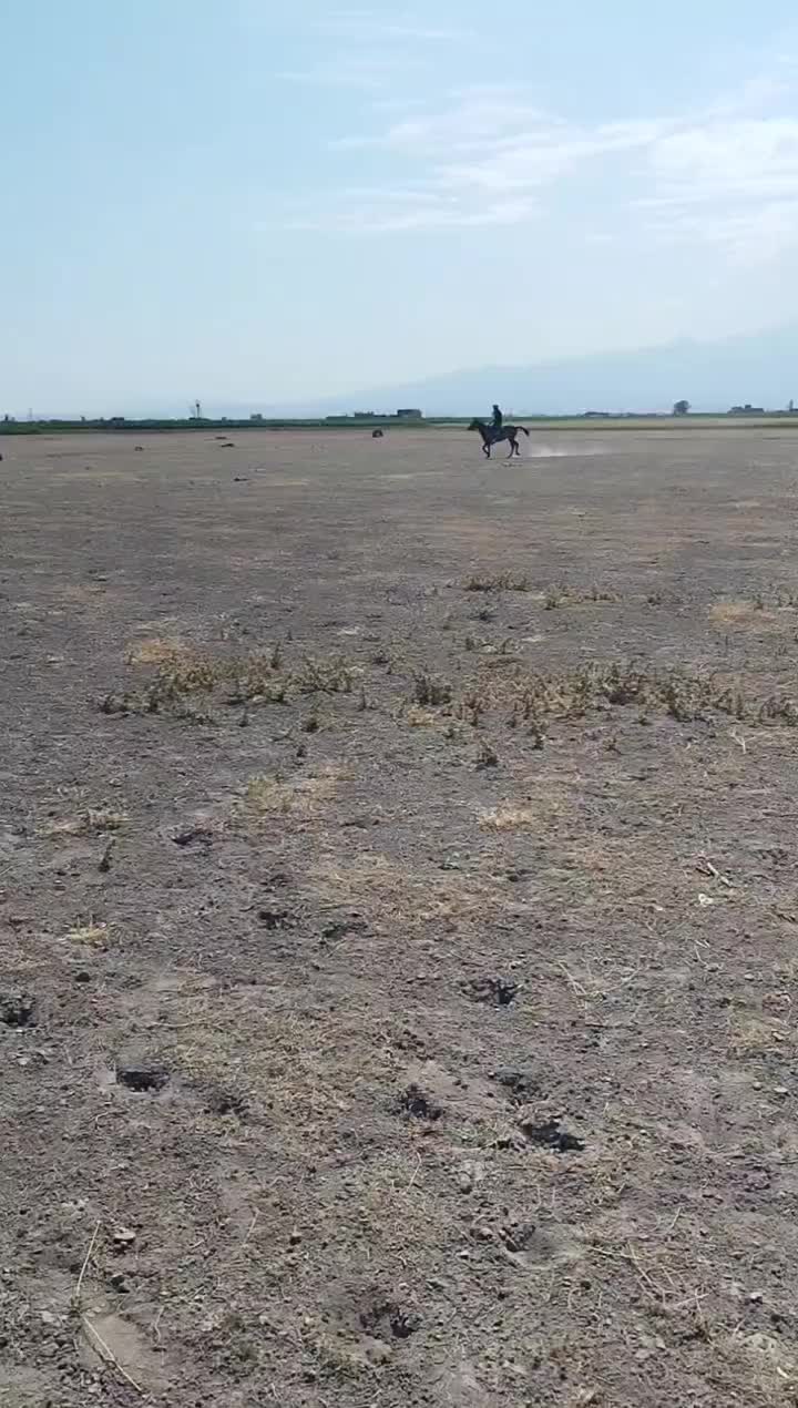 اسب مادیان ۳ساله|اسب و تجهیزات اسب‌سواری|اردبیل, |دیوار