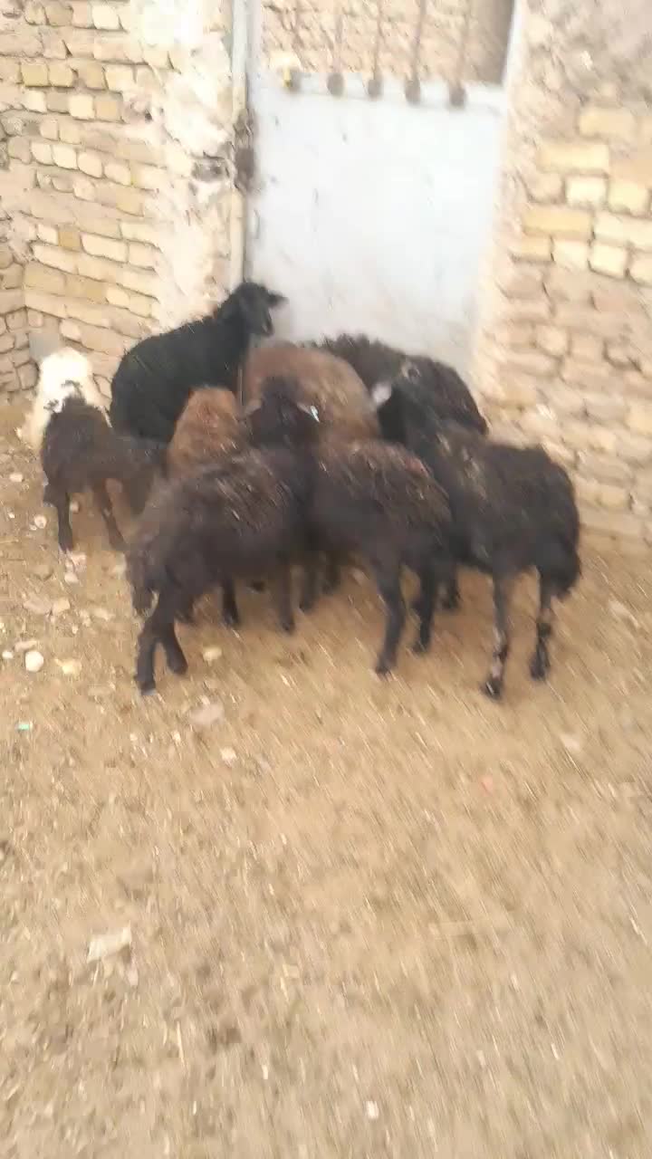 بره|حیوانات مزرعه|زنجان, |دیوار