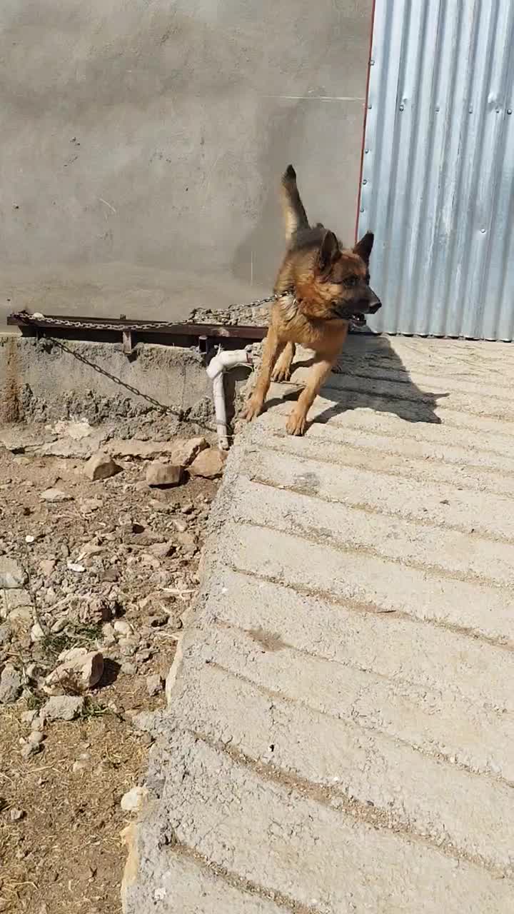 سگ ژرمن شپرد گمشده|حیوانات|چرداول, |دیوار