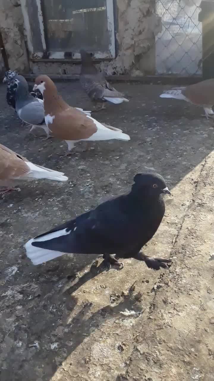 کفتر رنگی|پرنده|ابهر, |دیوار