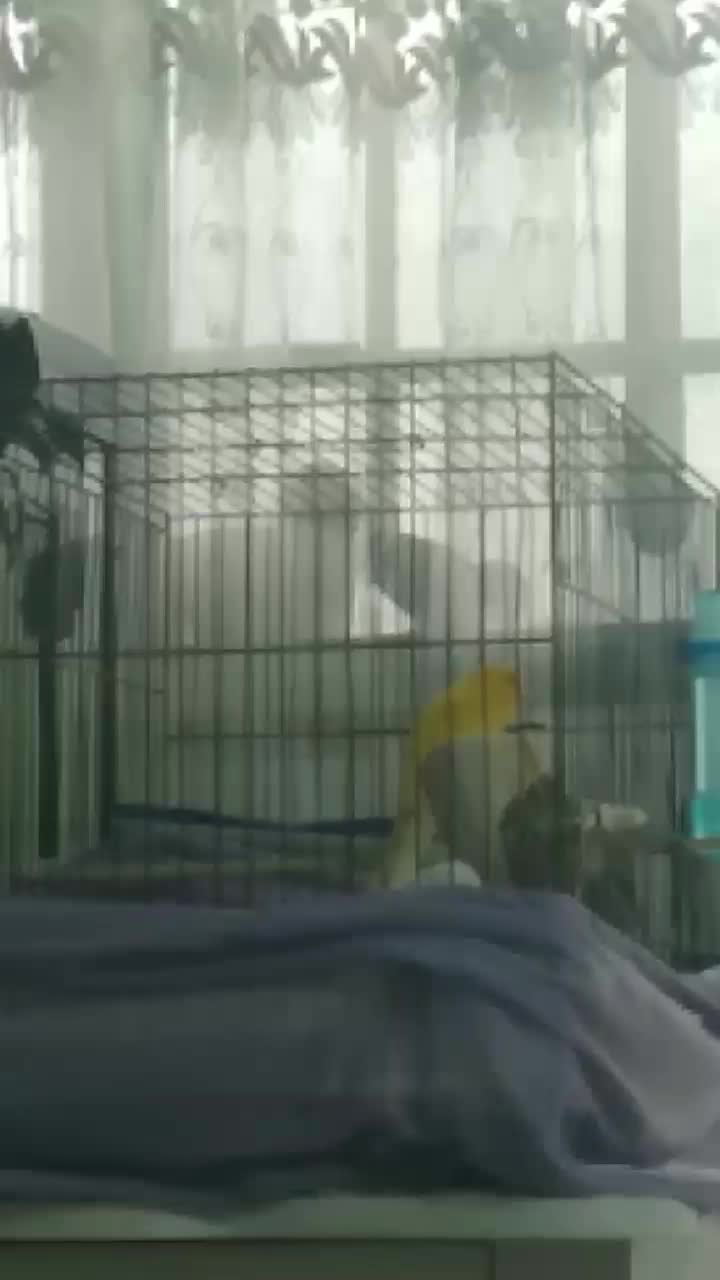 قناری طلایی نر آماده رسمی بلند درشت|پرنده|قدس, شهرقدس|دیوار