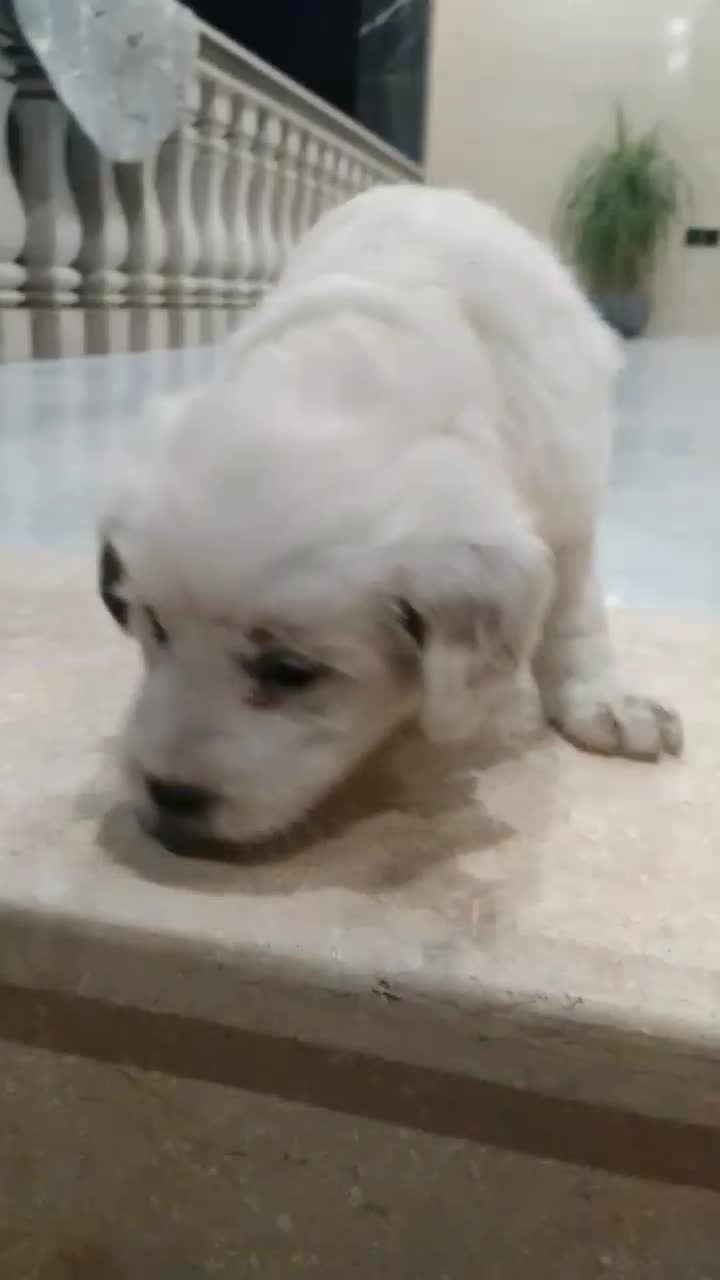 میکس توله شیتنزو اشپیتز|سگ|چمستان, |دیوار