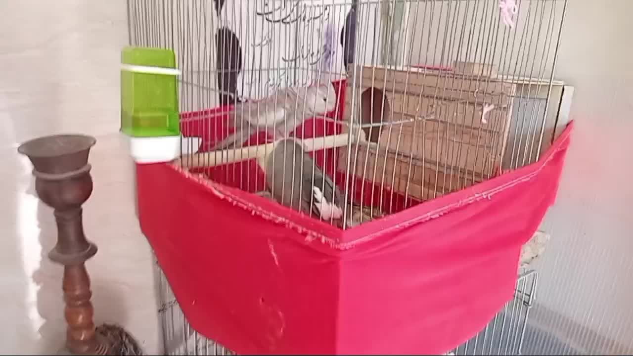 عروس هلندی|پرنده|پاکدشت, پاکدشت (مامازند)|دیوار