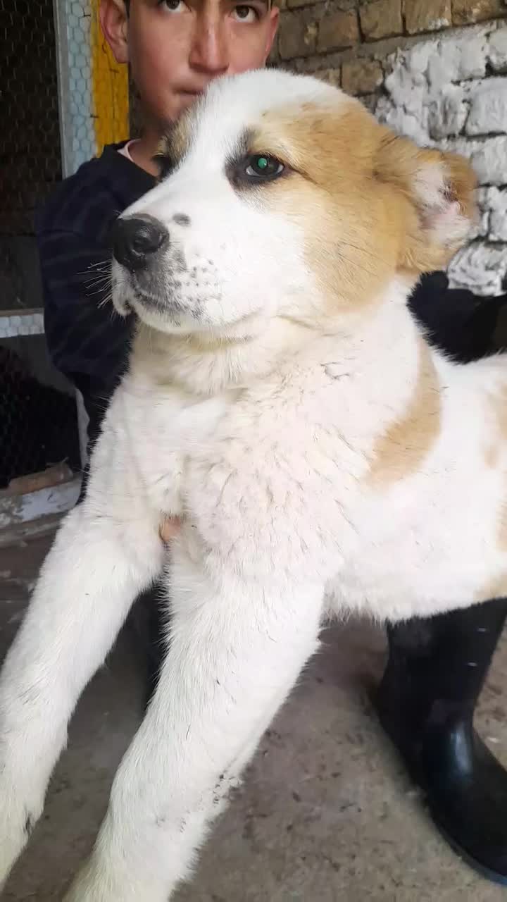 سگ الابای ترکمن|سگ|سیمین شهر, |دیوار