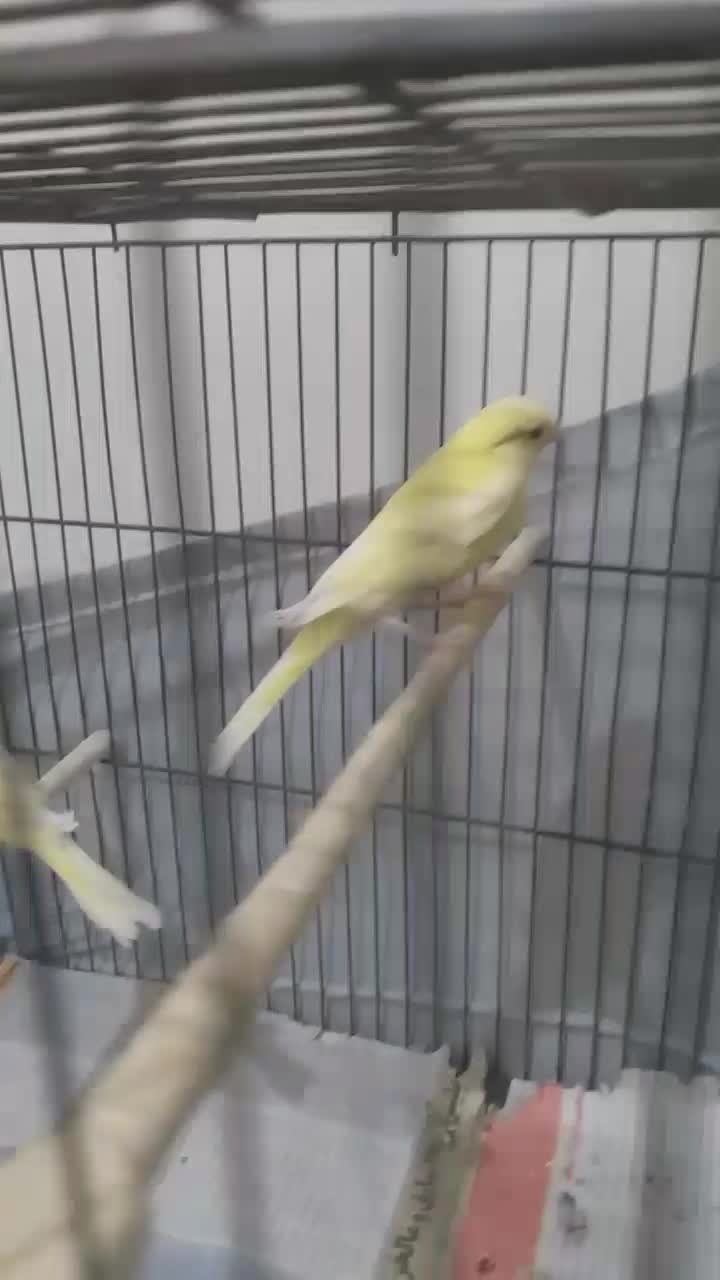 جوجه قناری ۵ماهه|پرنده|ری, فیروزآبادی|دیوار