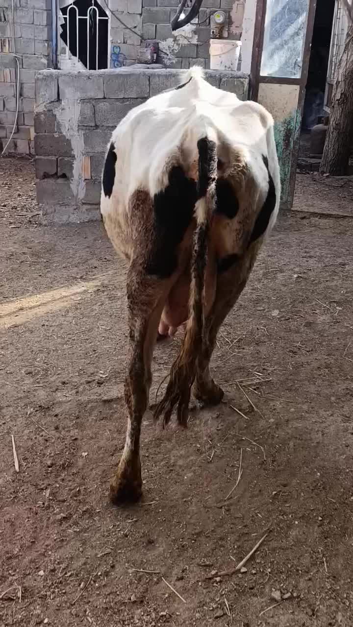 گاو شیری با گوساله ماده|حیوانات مزرعه|قره قوین, |دیوار