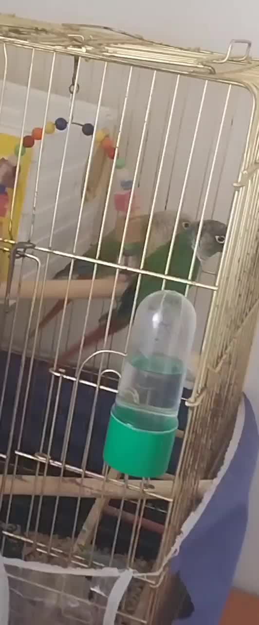 پرنده گرینجیک|پرنده|شوط, |دیوار