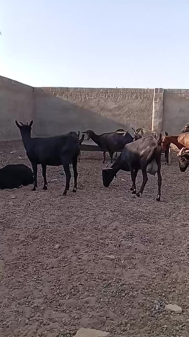 بزمورسیا|حیوانات مزرعه|شهرضا, |دیوار