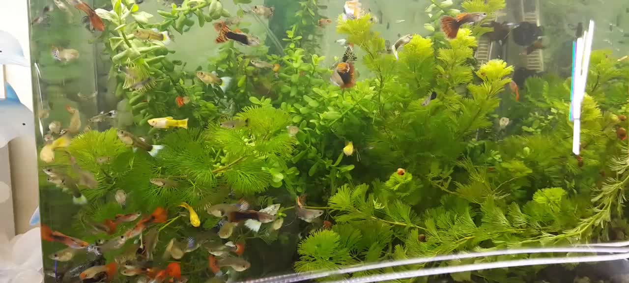 انواع ماهی گیاه خوار|ماهی|اردبیل, |دیوار