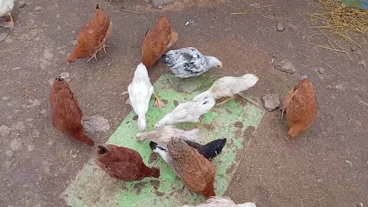 نیمچه گلپایگانی کاکلی و نیمچه اردک پکنی|حیوانات مزرعه|ماکلوان, |دیوار