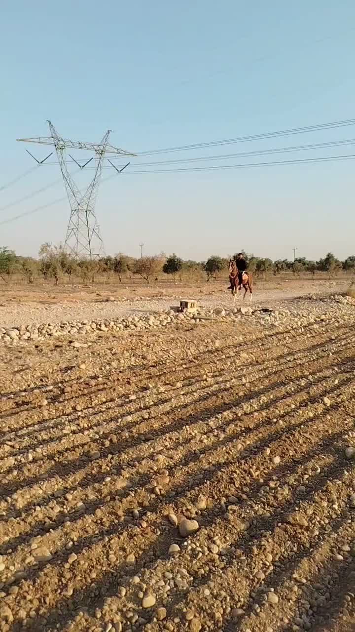 اسب|اسب و تجهیزات اسب‌سواری|دزفول, |دیوار