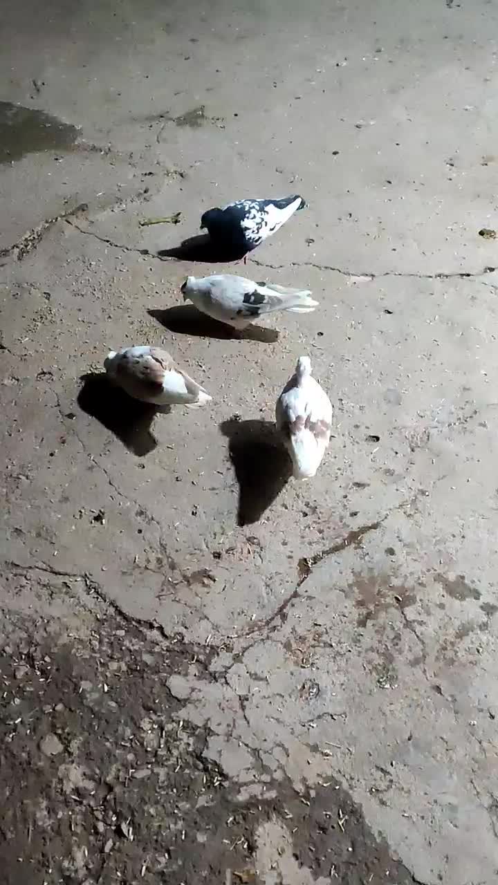 کبوتر|پرنده|دورود, |دیوار