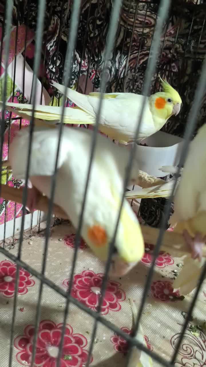 عروس هلندی لوتینو|پرنده|رشت, سلیمانداراب|دیوار