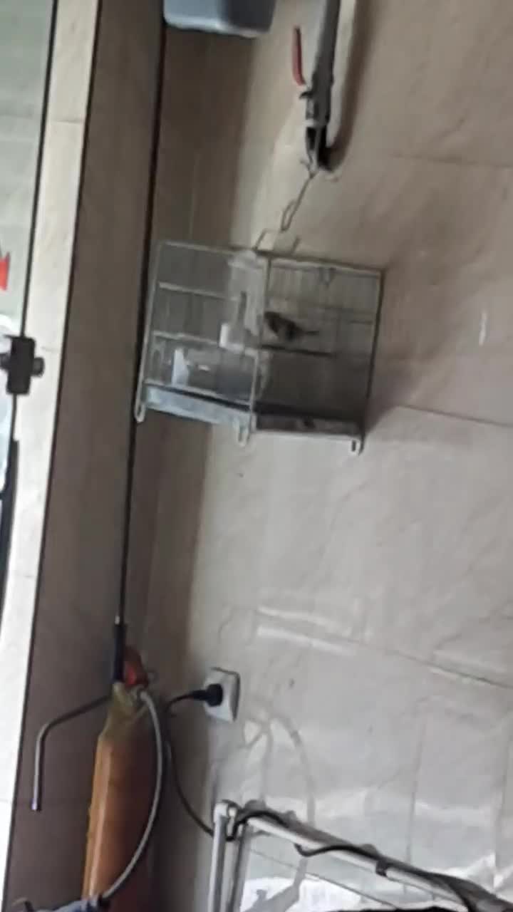 سهره|پرنده|قدس, شهر‌قدس|دیوار