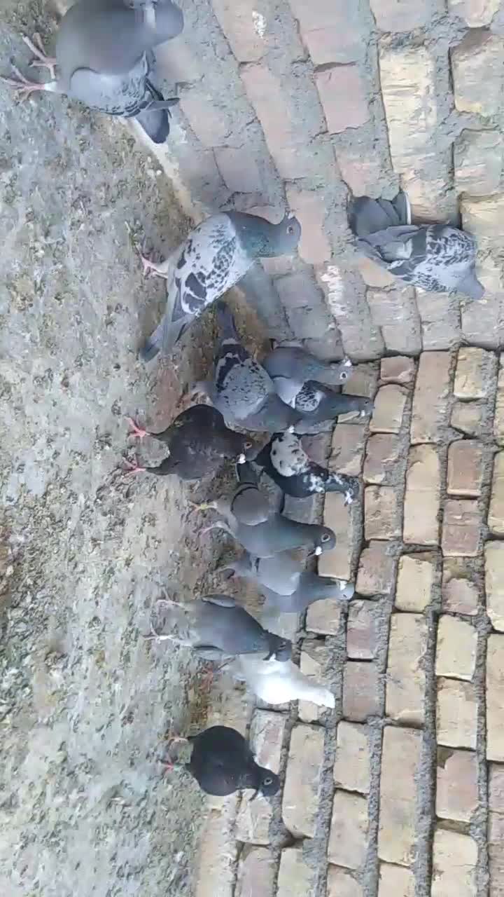 کفتر|پرنده|بیرجند, |دیوار