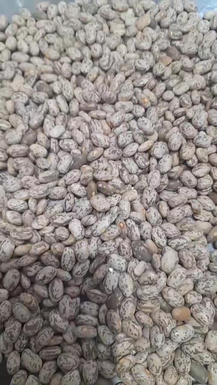 لوبیا چیتی ارتشی|خوردنی و آشامیدنی|تهران, ترمینال جنوب|دیوار