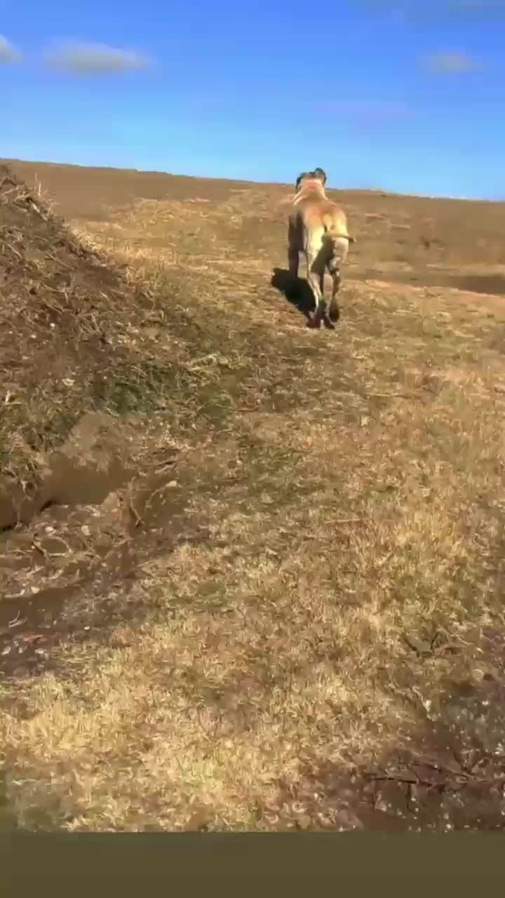 سگ سرابی|سگ|نمین, |دیوار