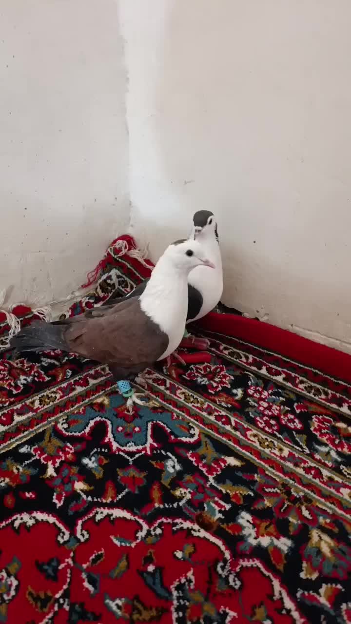 کبوتر مشهدی . لچگی .دوکت .طوقی|پرنده|کرمانشاه, |دیوار