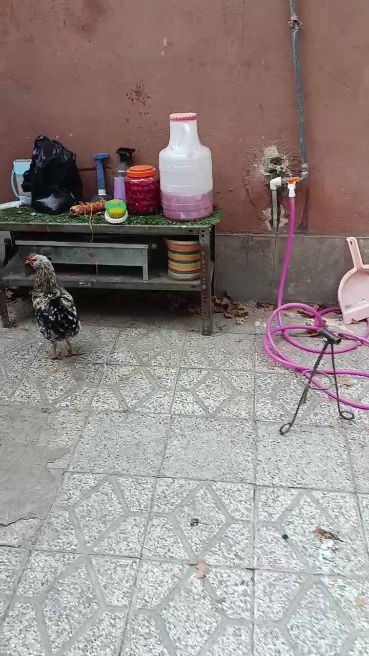 خروس گلین،پنگونی|حیوانات مزرعه|بروجرد, |دیوار