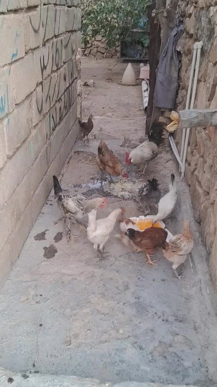مرغ|حیوانات مزرعه|چرام, |دیوار
