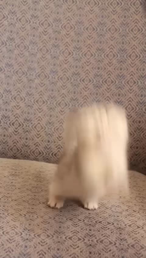 گربه اسکاتیش سیلورns11 اصیل|گربه|بندرعباس, |دیوار