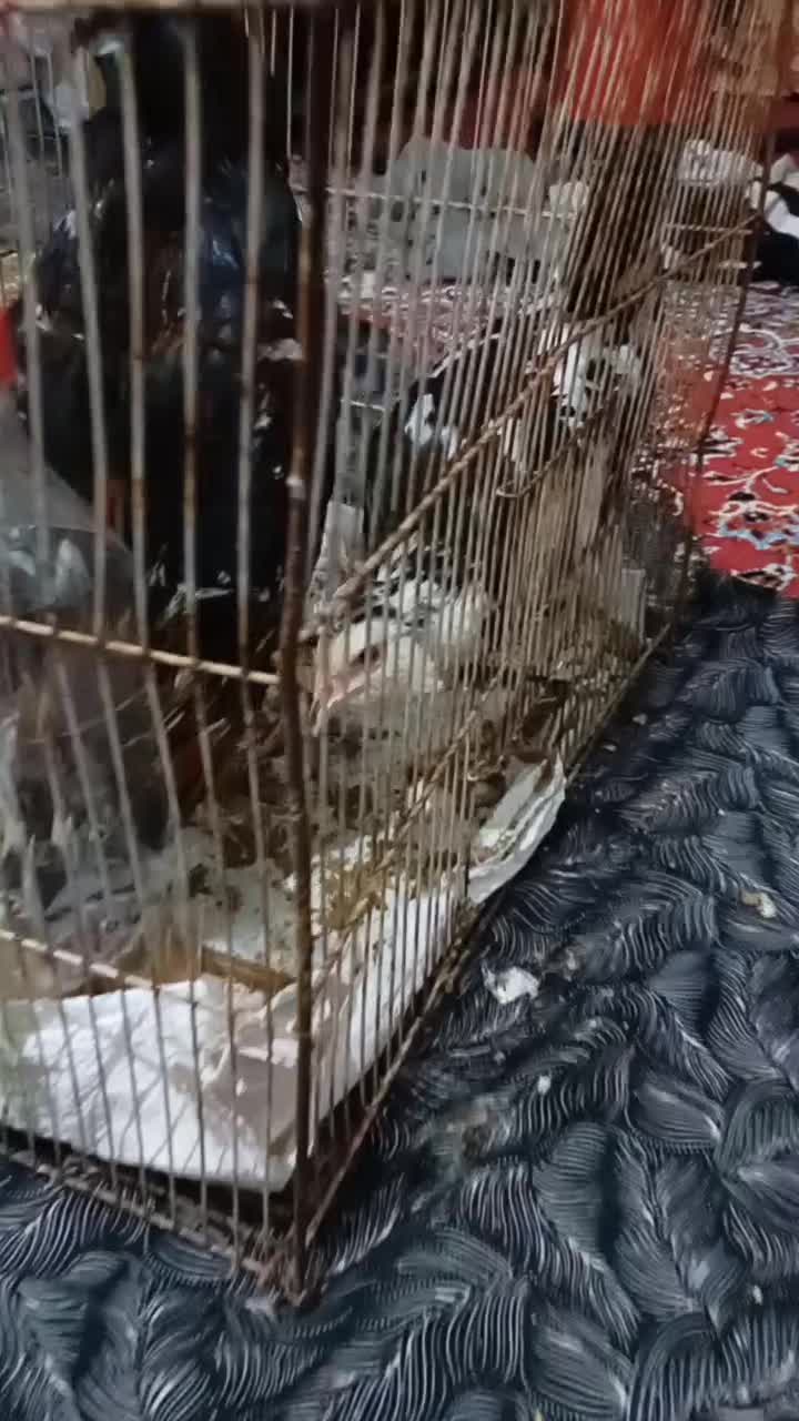 گلین همه چی فول|حیوانات مزرعه|خان ببین, |دیوار