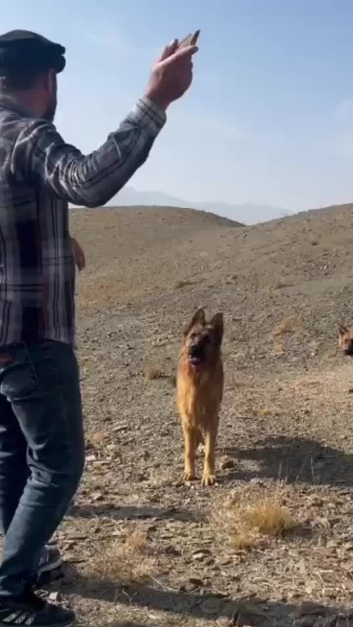 واگذاری سگ ژرمن اصلیل|سگ|اصفهان, جلفا|دیوار