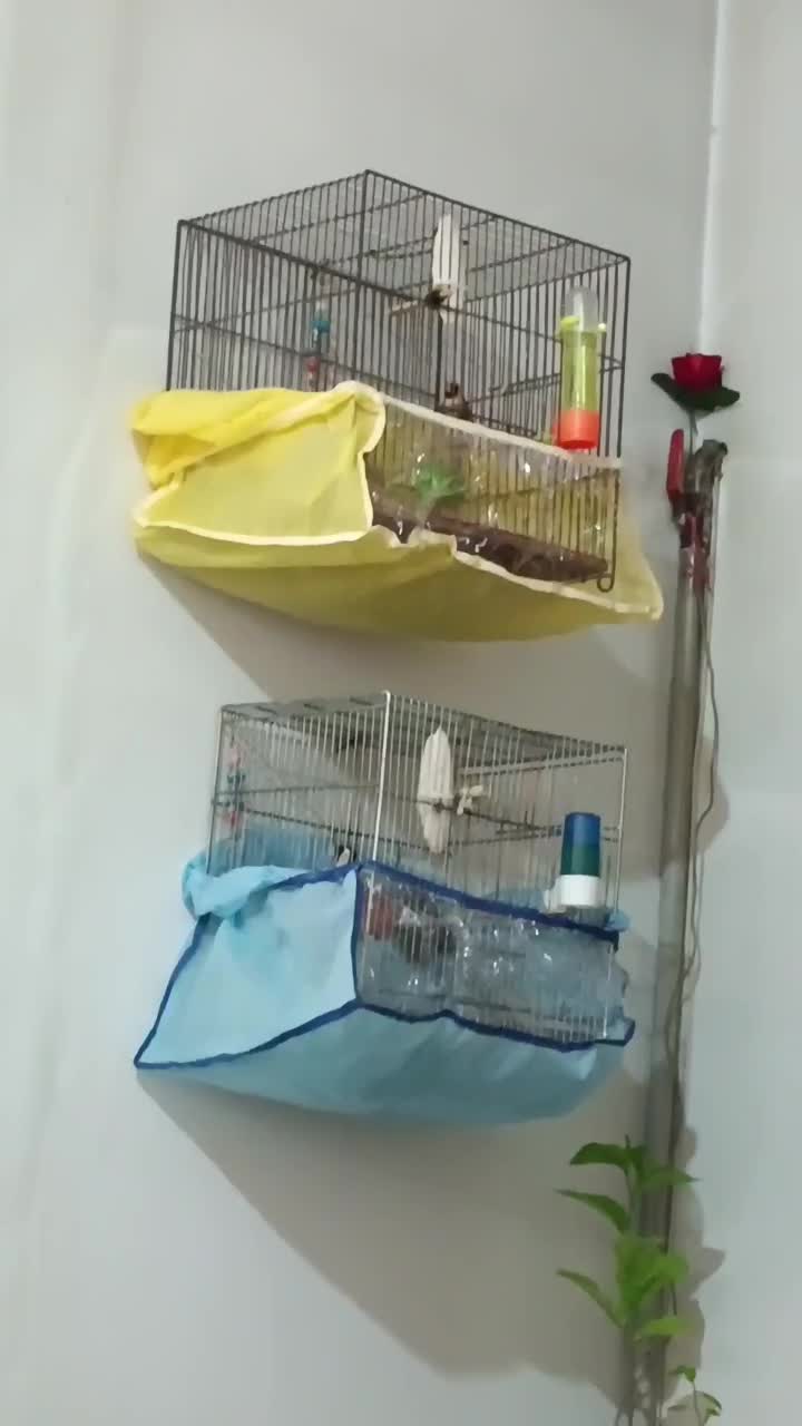 سهره نر|پرنده|صباشهر, |دیوار