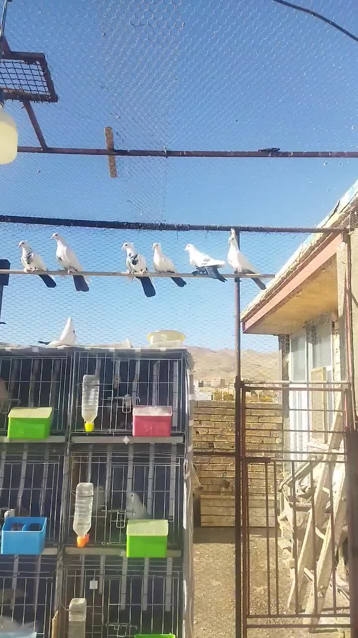 دم سیاه دم قهوه ای|پرنده|داران, |دیوار